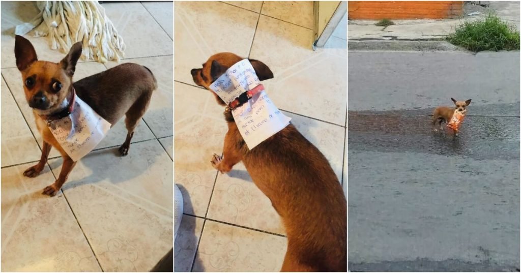 Man sends his dog to get a pair of cheetos