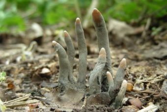 Xylaria Polymorpha, Creepy Facts