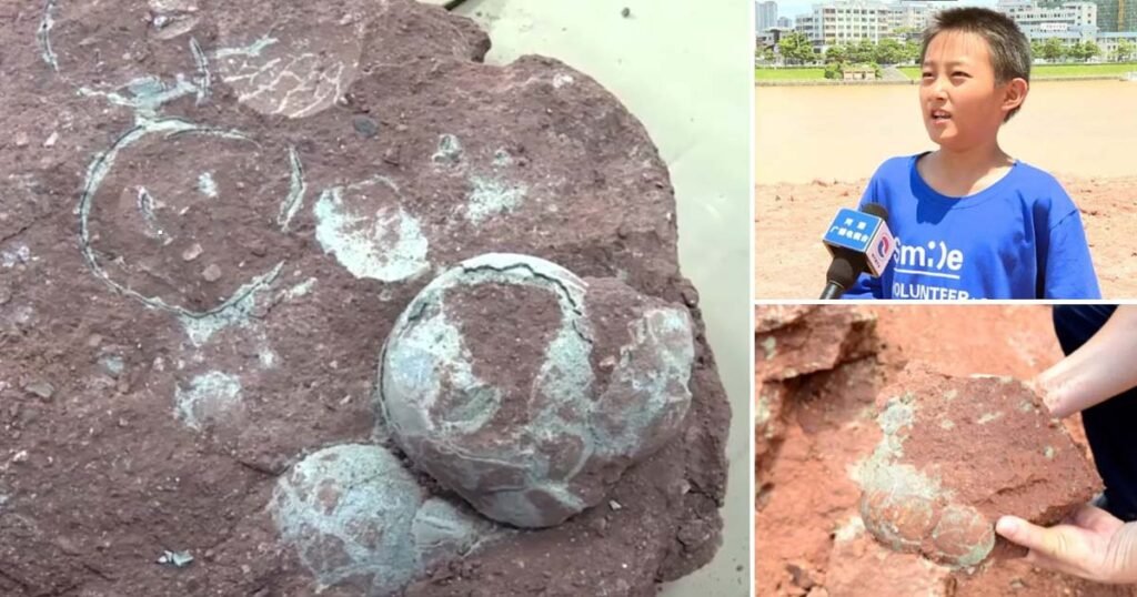 9 year old boy finds 66 million year old dinosaur eggs