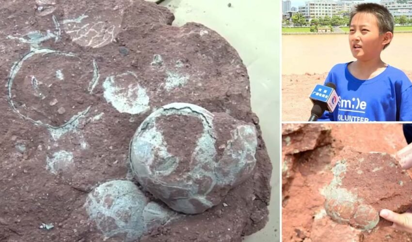 9 year old boy finds 66 million year old dinosaur eggs