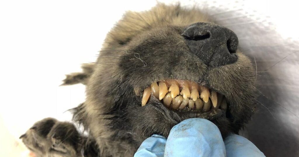 dogor-18000 year old wolf or dog, leaves scientists baffled