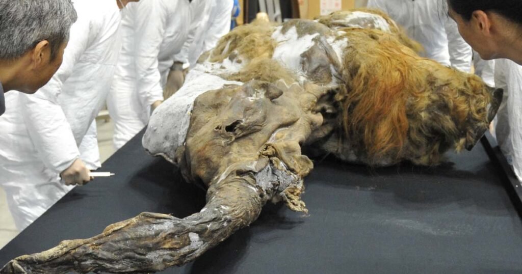 28,000-Year-Old Woolly Mammoth Cells Shows Signs Of Biological Activity