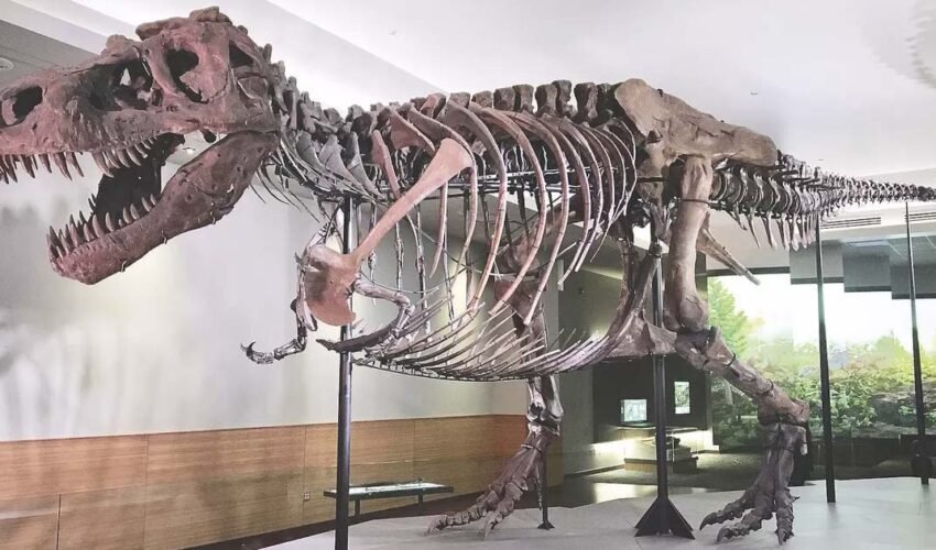 Meet 'Sue'; One of the Largest, Most Extensive and Best Preserved Tyrannosaurus Rex Specimen Ever Found